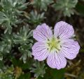 Geranium argenteum